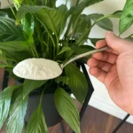 Ezt szórd a szobanövényeid alá és egy hét múlva nem fogsz hinni a szemednek