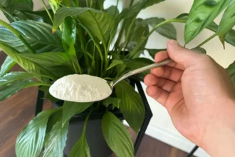 Ezt szórd a szobanövényeid alá és egy hét múlva nem fogsz hinni a szemednek