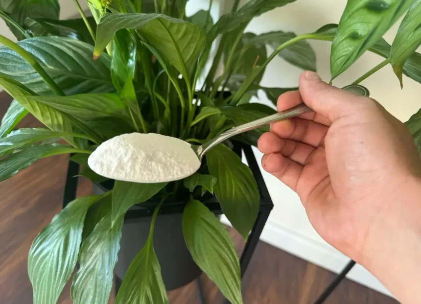 Ezt szórd a szobanövényeid alá és egy hét múlva nem fogsz hinni a szemednek