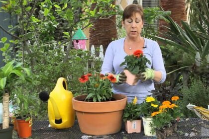 Így válaszd ki a megfelelő kaspót a növényeidnek