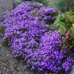 Felejtsd el az unalmas pázsitot a kertedben: vesd el ezt a növényt és a kertedet virágszőnyeg fogja borítani