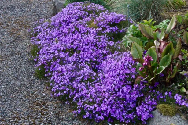 Felejtsd el az unalmas pázsitot a kertedben: vesd el ezt a növényt és a kertedet virágszőnyeg fogja borítani