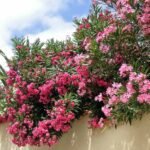 Ha ezt a 4 lépést tavasszal megcsinálod, a leandered egész nyáron ontja a virágot