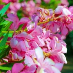 Sokan elrontják: ezért veszélyes a lemosó permetezés a leanderen