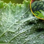 Viszlát levéltetvek: így távolíthatod el őket egyszerűen és természetesen