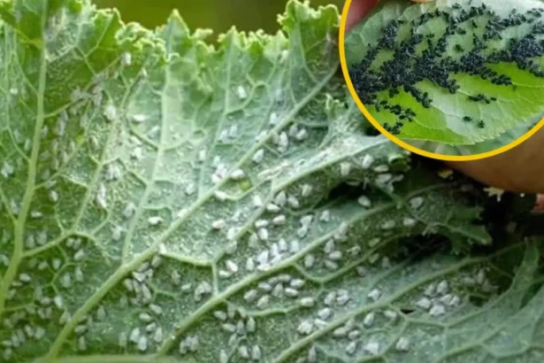 Viszlát levéltetvek: így távolíthatod el őket egyszerűen és természetesen