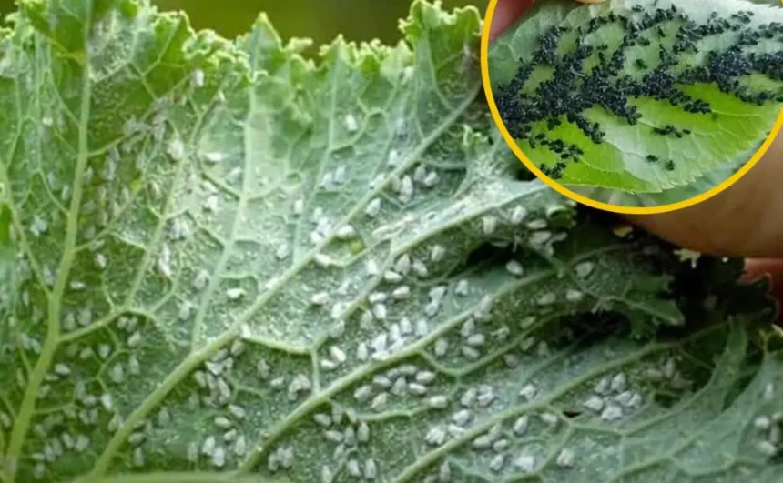 Viszlát levéltetvek: így távolíthatod el őket egyszerűen és természetesen