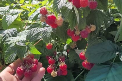 A meglepő titok: Miért érdemes kávézaccal trágyázni a málnát?