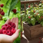 Ellestem a kertész szomszédom módszerét: ezt kell tenned a málnabokrokkal, ha bőséges termést szeretnél