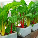 Ez a szuperzöldség aranyat ér a kertben a magyarok mégsem ültetik: szinte egész évben szedheted