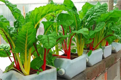 Ez a szuperzöldség aranyat ér a kertben a magyarok mégsem ültetik: szinte egész évben szedheted