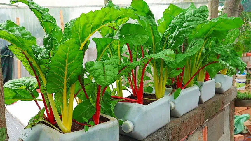 Ez a szuperzöldség aranyat ér a kertben a magyarok mégsem ültetik: szinte egész évben szedheted