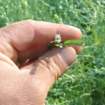 Ezt a „gyomot” minden magyar kiirtja – pedig az egyik legerősebb gyógynövény