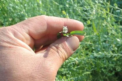 Ezt a „gyomot” minden magyar kiirtja – pedig az egyik legerősebb gyógynövény