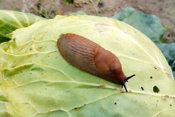 Ezt a balkonnövényt nagyon nem szeretik a csigák, a magyarok pedig egyre kevésbé ültetik
