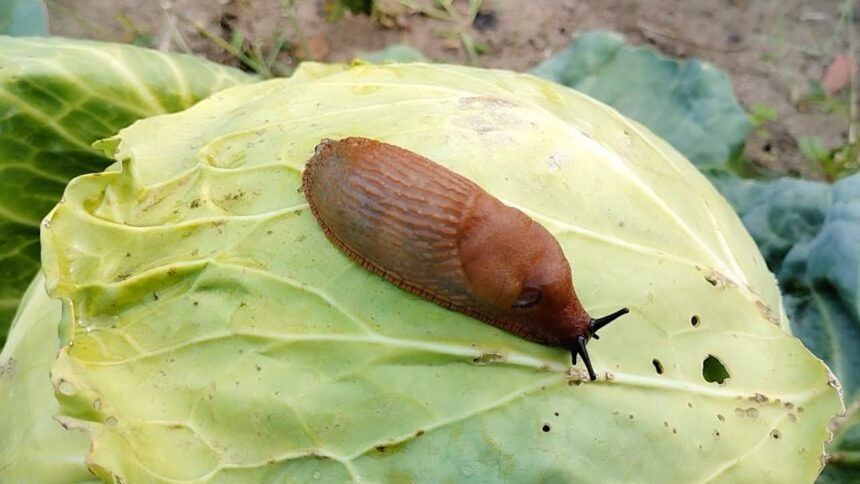 Ezt a balkonnövényt nagyon nem szeretik a csigák, a magyarok pedig egyre kevésbé ültetik