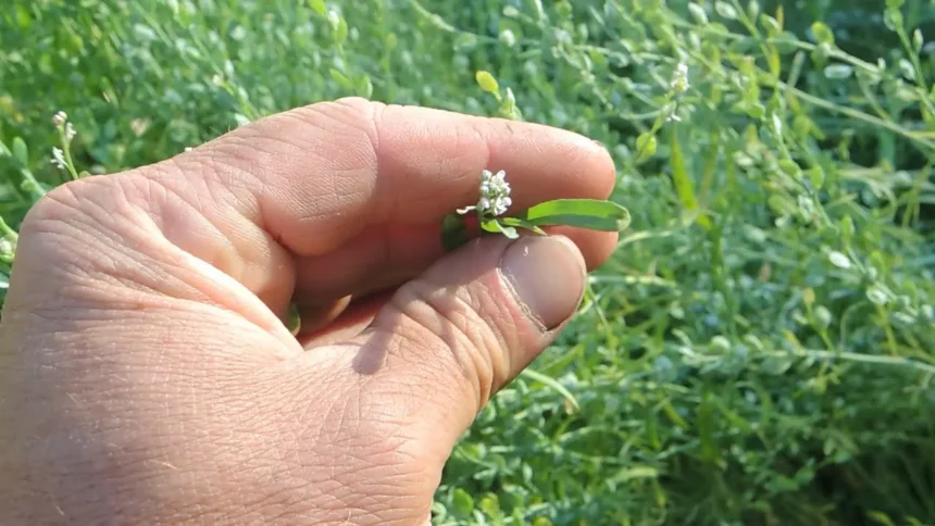 Ezt a „gyomot” minden magyar kiirtja – pedig az egyik legerősebb gyógynövény