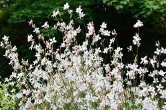 A díszgyertya egy igazán mutatós virág, ami nem mellesleg még évelő is. Kimondottan javasolt rózsa helyett ültetni, mivel hónapokig megőrzi virágait. A rózsát ahhoz, hogy szép legyen rendszeresen metszeni kell, emellett sok esetben támadja meg lisztharmat, levélpenész, levéltetvek is. Emellett még a vízigénye is nagy, ami rendszeres öntözés biztosítását igényli tőlünk. Ezzel szemben az évelő díszgyertya viszont hónapokig virágzik és alig igényel tőlünk törődést.