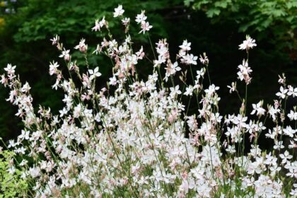 A díszgyertya egy igazán mutatós virág, ami nem mellesleg még évelő is. Kimondottan javasolt rózsa helyett ültetni, mivel hónapokig megőrzi virágait. A rózsát ahhoz, hogy szép legyen rendszeresen metszeni kell, emellett sok esetben támadja meg lisztharmat, levélpenész, levéltetvek is. Emellett még a vízigénye is nagy, ami rendszeres öntözés biztosítását igényli tőlünk. Ezzel szemben az évelő díszgyertya viszont hónapokig virágzik és alig igényel tőlünk törődést.