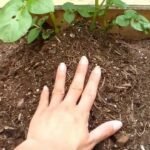 Ezeket a zöldségeket szigorúan tilos egymás mellé ültetni!