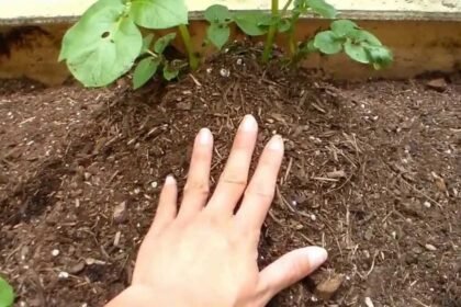 Ezeket a zöldségeket szigorúan tilos egymás mellé ültetni!