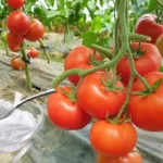 Apósom mindig szódabikarbónát szórt a kertbe – amikor megtudtam miért, azonnal kipróbáltam