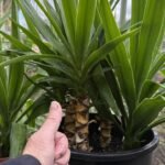 A yukka pálma tönkremegy, ha nem figyel erre a gondozásakor