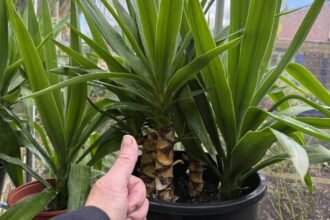 A yukka pálma tönkremegy, ha nem figyel erre a gondozásakor