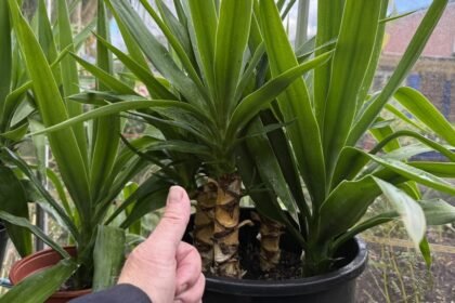 A yukka pálma tönkremegy, ha nem figyel erre a gondozásakor