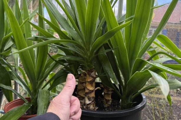 A yukka pálma tönkremegy, ha nem figyel erre a gondozásakor