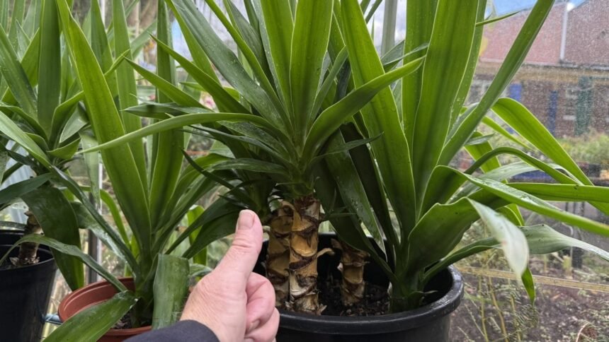 A yukka pálma tönkremegy, ha nem figyel erre a gondozásakor