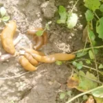 Nálunk menekülnek már a csigák és a hangyák a kertből, pedig csak összekeverem ezt a két filléres dolgot a konyhából, és szétszórom