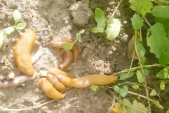 Nálunk menekülnek már a csigák és a hangyák a kertből, pedig csak összekeverem ezt a két filléres dolgot a konyhából, és szétszórom