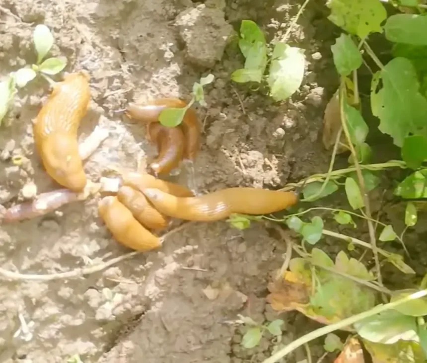 Nálunk menekülnek már a csigák és a hangyák a kertből, pedig csak összekeverem ezt a két filléres dolgot a konyhából, és szétszórom