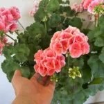 Roskadozik a muskátlim a virágoktól, amióta így öntözöm – Megéri neked is kipróbálni!