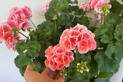 Roskadozik a muskátlim a virágoktól, amióta így öntözöm – Megéri neked is kipróbálni!