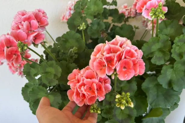 Roskadozik a muskátlim a virágoktól, amióta így öntözöm – Megéri neked is kipróbálni!