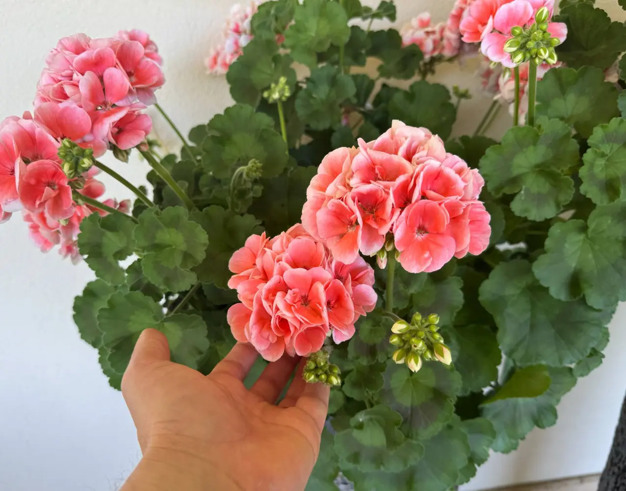 Roskadozik a muskátlim a virágoktól, amióta így öntözöm – Megéri neked is kipróbálni!