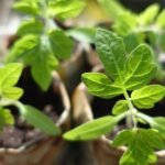 5 növény, amit mindig vessünk – és 5, amit inkább palántázzunk