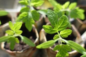 5 növény, amit mindig vessünk – és 5, amit inkább palántázzunk