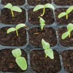 Kertészek is csak titokban csinálják: házi módszer, amitől a palánták szárnyra kapnak