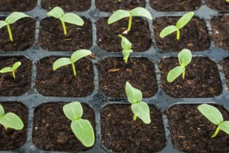 Kertészek is csak titokban csinálják: házi módszer, amitől a palánták szárnyra kapnak