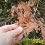 Nálatok is száradnak a tuják? Itt a tuti megoldás!