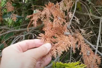 Nálatok is száradnak a tuják? Itt a tuti megoldás!