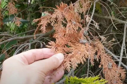 Nálatok is száradnak a tuják? Itt a tuti megoldás!