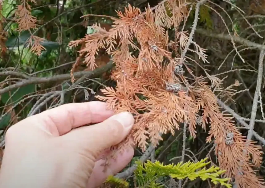 Nálatok is száradnak a tuják? Itt a tuti megoldás!