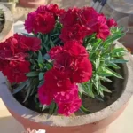 A legforróbb nyarat is átvészeli: ezt a növényt tedd a tűző napos erkélyre