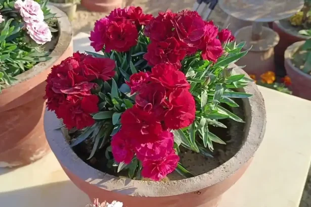 A legforróbb nyarat is átvészeli: ezt a növényt tedd a tűző napos erkélyre