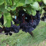 -30 fokot is kibír: ezért hódítja meg a világot ez a különleges szőlő, amit a magyarok alig ismernek