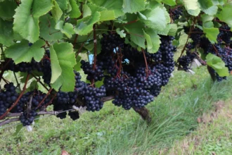 -30 fokot is kibír: ezért hódítja meg a világot ez a különleges szőlő, amit a magyarok alig ismernek